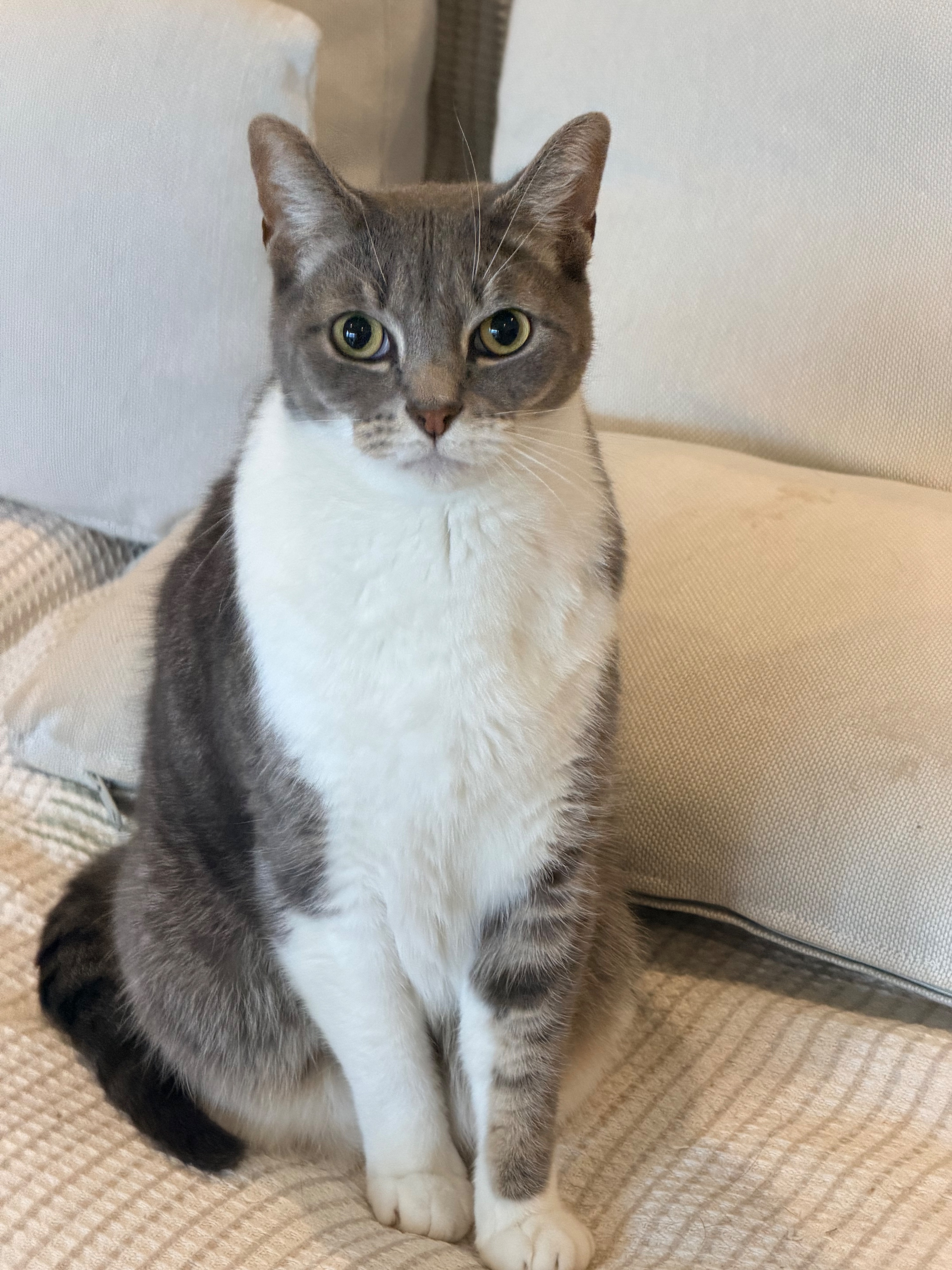 Lost cat, Dahl Drive, 23, Cardinia, Pakenham — timid male with a white chest patch - photo
